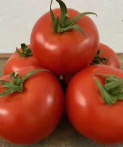 Tomate Daniela Categoría Primera