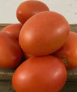 Tomate Pera Categoría Primera