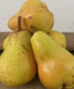 Pera Sandocan Categoría Primera