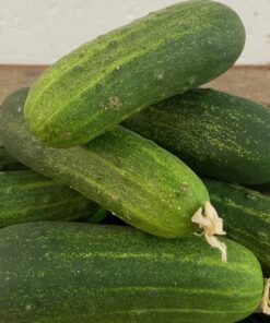 Pepino Terreno Categoría Extra