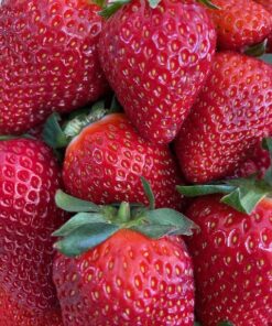 Fresas Categoría Primera