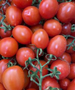 Tomate Cherry Variedad Pera Categoría Primera
